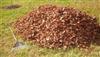 Leaf Collection 2014.jpg
